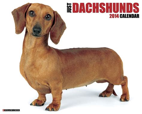 healthy dachshund 2014 wall calendar PDF